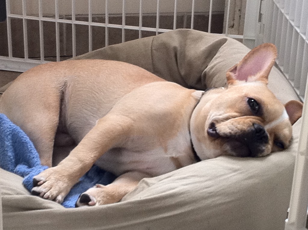 Tips Teach your frenchie tricks Hercules The French BullDog